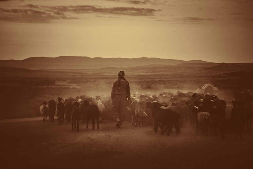 the chosen the shepherd