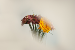 The beauty of a hidden life