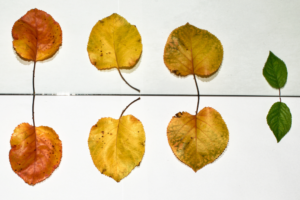 How does the Bible define ‘equality’?